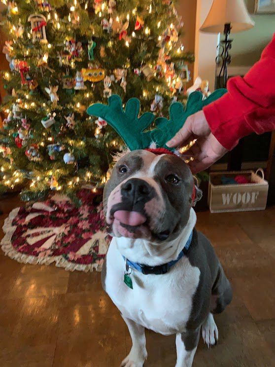 Henry the dog
